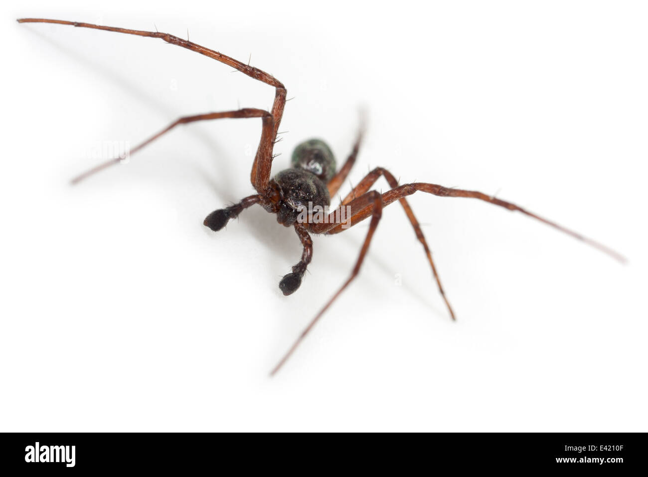 Männliche Philodromus Aureolus Spinne, Teil der Familie Philodromidae - Running Krabben Spinnen. Isoliert auf weißem Hintergrund. Stockfoto