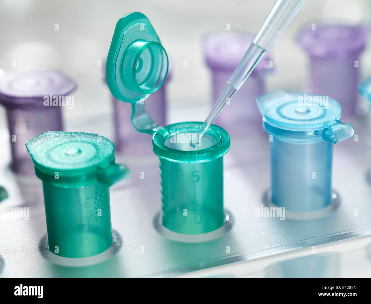 Pipette fallen eine Lösung in ein Fläschchen, verwendet für die Speicherung von Flüssigkeit während der chemischen oder biologischen Forschung Stockfoto