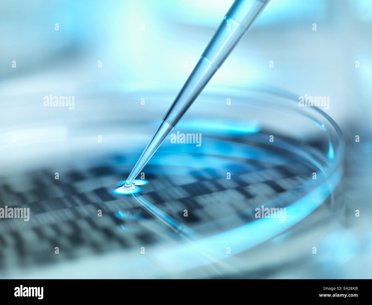 DNA (Desoxyribonukleinsäure) Autoradiogram in einer Petrischale Stockfoto