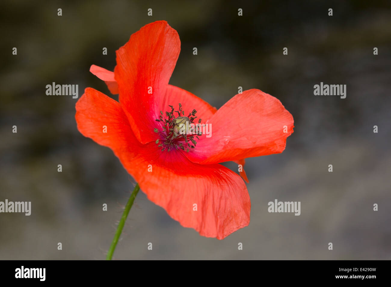 Mohn im Wind, Bulgarien Stockfoto