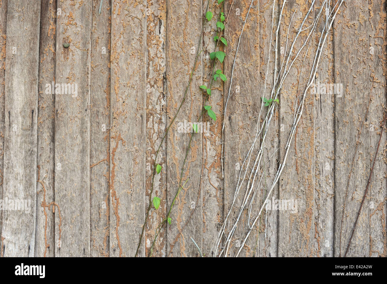 Termite Schaden Stockfoto