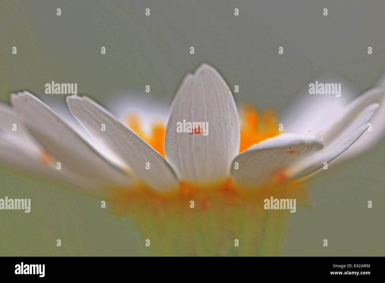 Samt Milbe sitzt auf einem Blatt einer Blume in Bulgarien Stockfoto