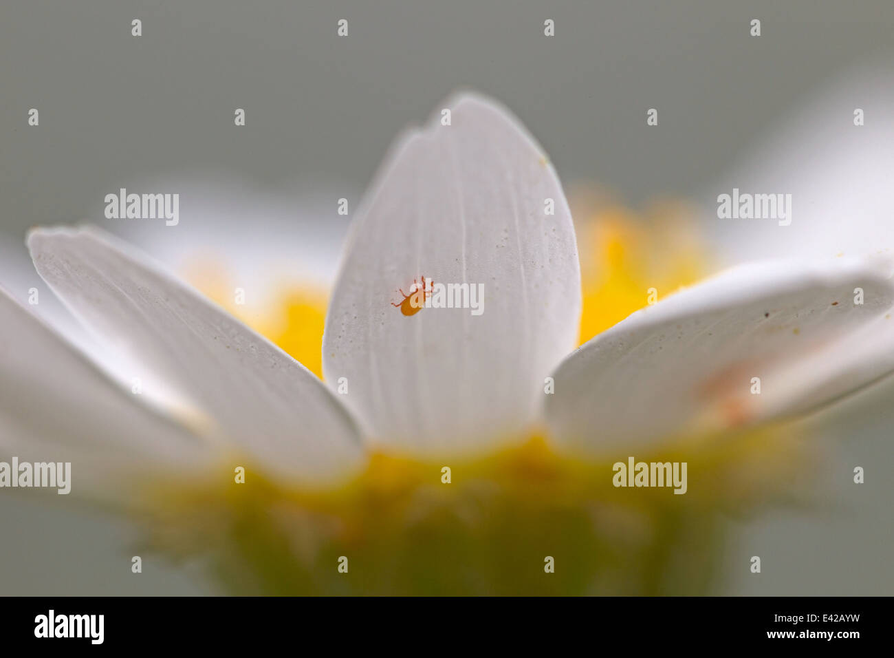 Samt Milbe sitzt auf einem Blatt einer Blume in Bulgarien Stockfoto