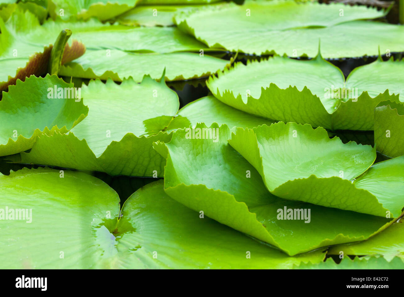 Wasser-Lilly-Blätter Stockfoto
