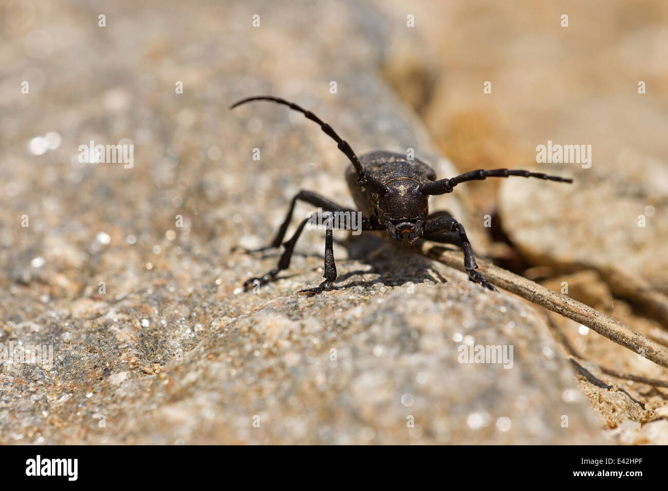 Porträt eines schwarzen Käfers, Bulgarien Stockfoto