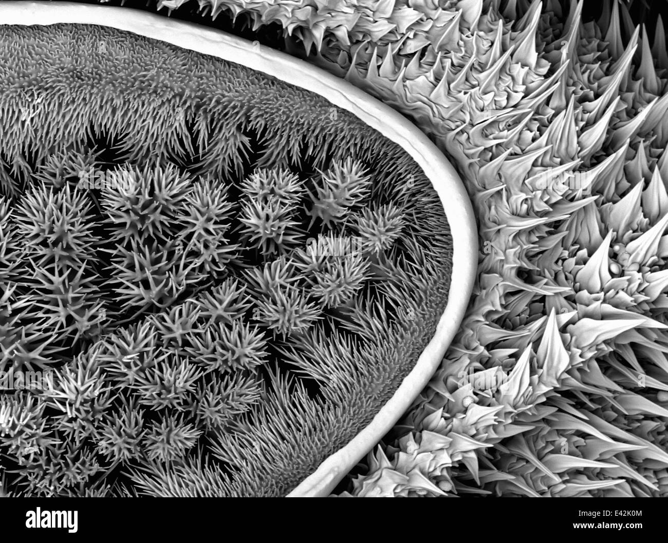 Große Raupe: Gold beschichtet und abgebildet im Rasterelektronenmikroskop Stockfoto