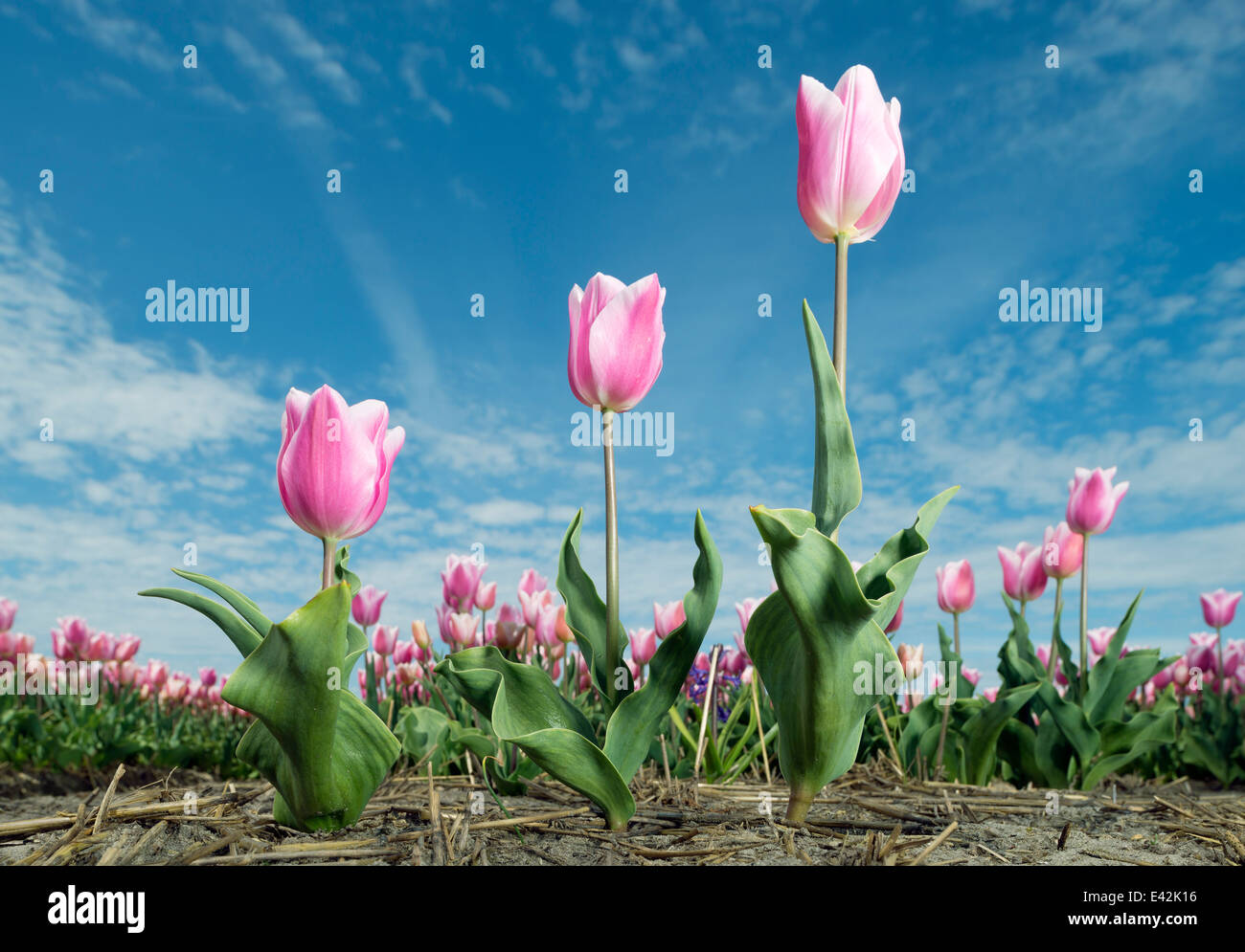 Rosa Tulpen wachsen im Feld, Niederlande Stockfoto