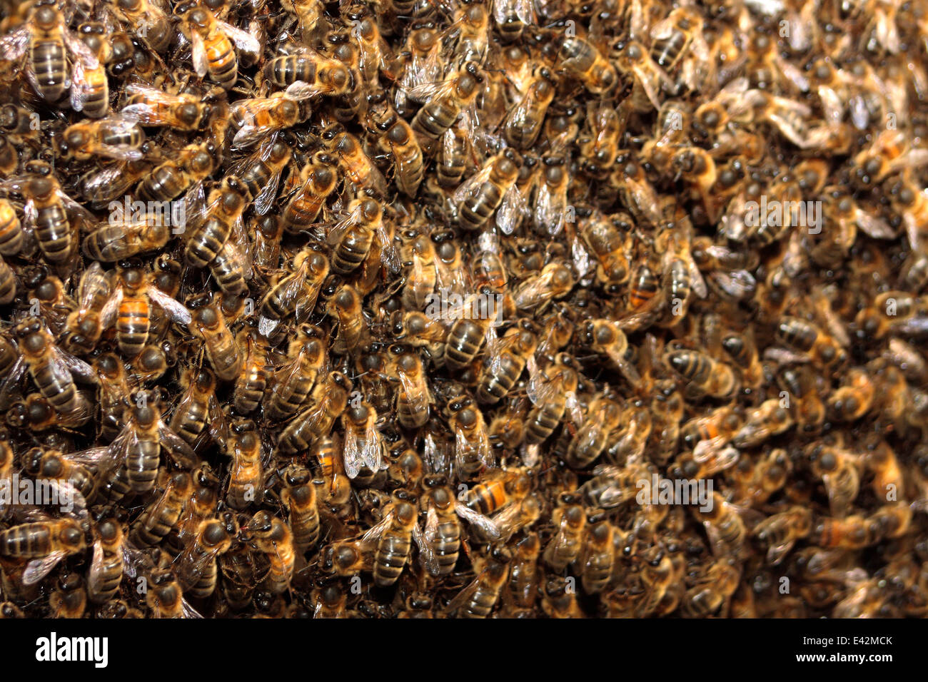 Honig Bienenschwarm Stockfoto