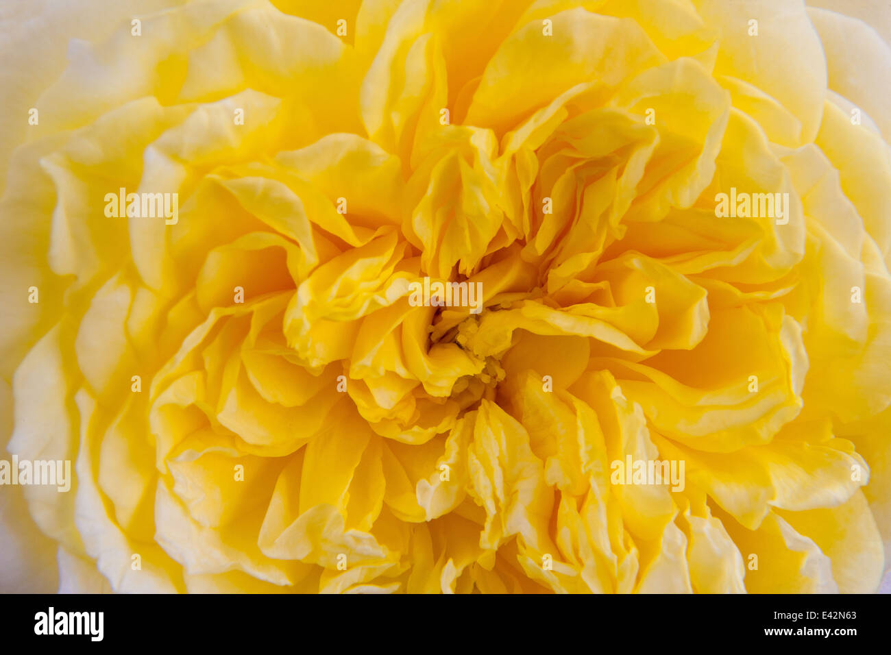 Der Pilger - rose gelb/Gold Strauch mit weißen äußeren Blütenblättern Stockfoto