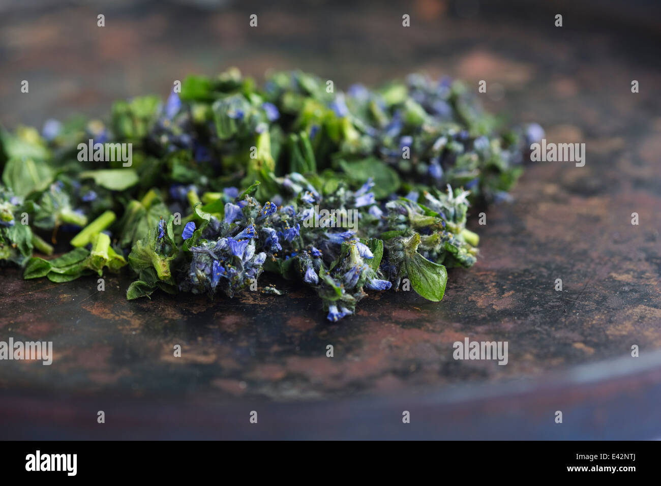 Ausgewählte Bugleweed (Ajuga) mit Blüten und Blättern Stockfoto