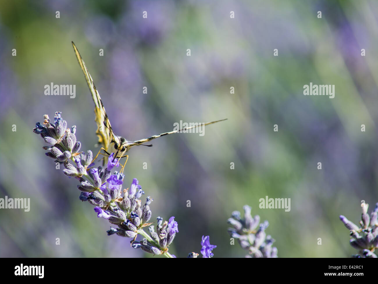 Nahaufnahme eines Schmetterlings Fütterung auf eine Blume Stockfoto