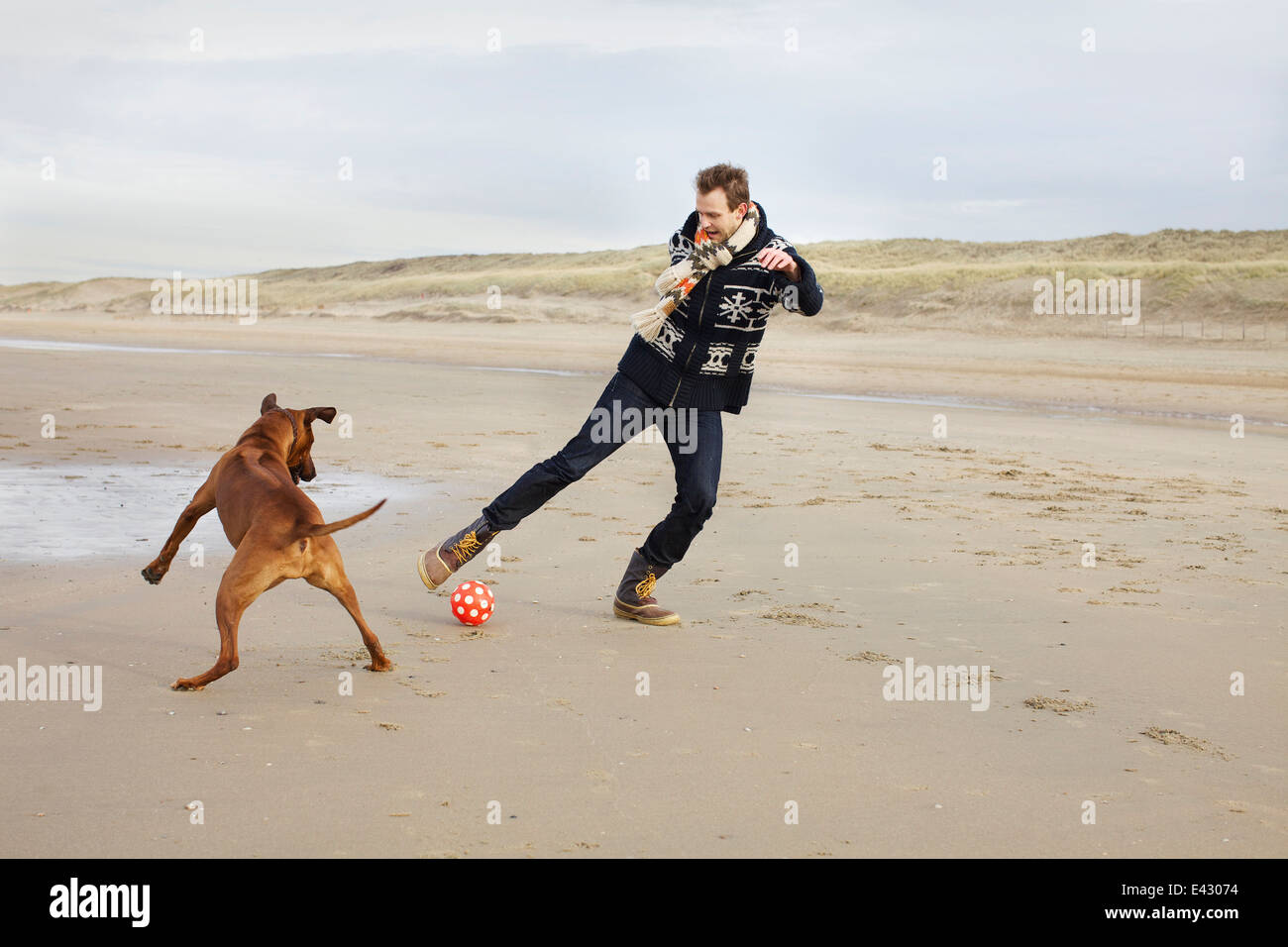 Mitte erwachsenen Mann mit Hund spielen Fußball am Strand, Bloemendaal Aan Zee, Niederlande Stockfoto