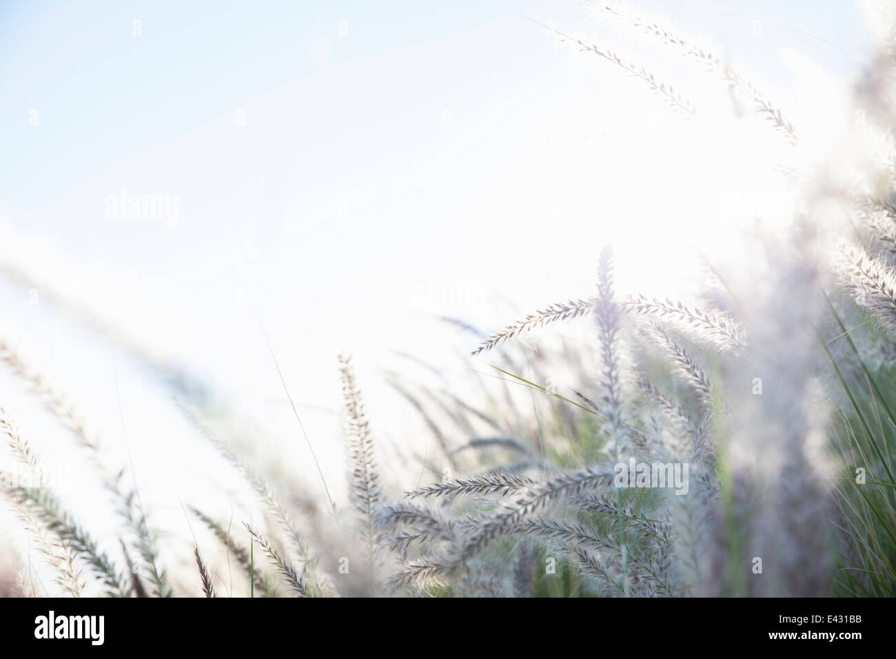 Verträumte Nahaufnahme Detail der langen Gräsern im Sonnenlicht Stockfoto