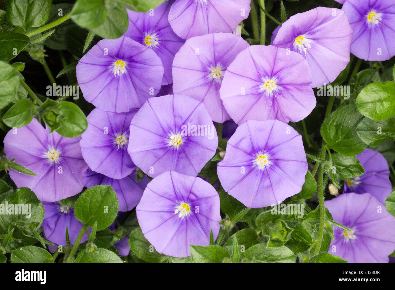 Blumen von der Rock-Ackerwinde Convolvulus sabatius Stockfoto
