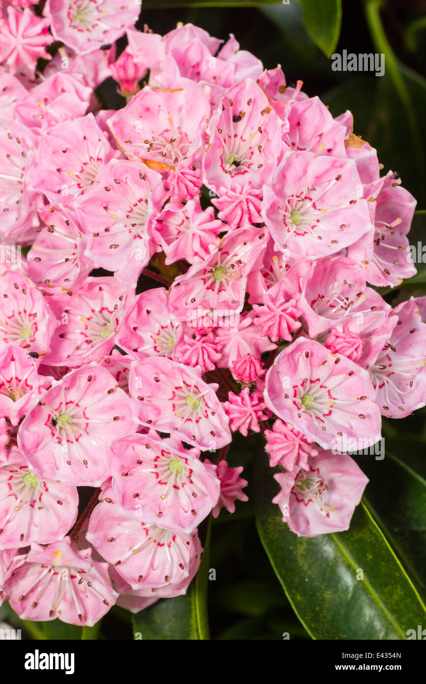Juni-Blumen von Kalmia Latifolia, Berg-Lorbeer Stockfoto