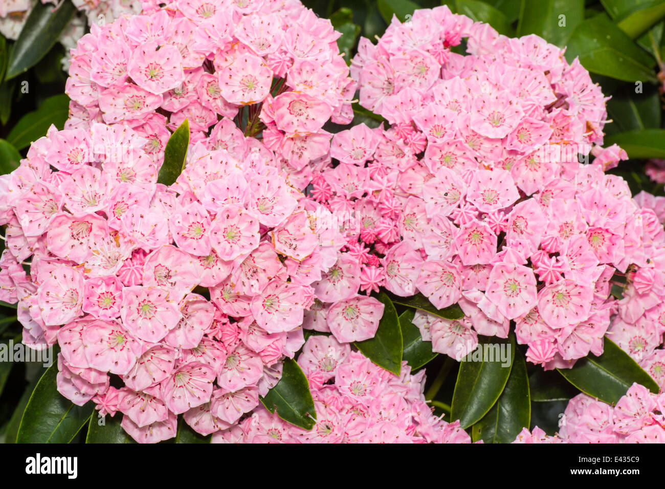 Juni-Blumen von Kalmia Latifolia, Berg-Lorbeer Stockfoto
