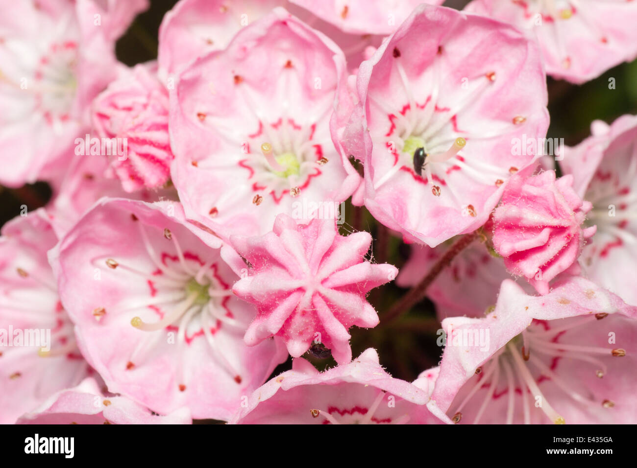 Nahaufnahme von Juni Blumen von Kalmia Latifolia, Berg-Lorbeer Stockfoto