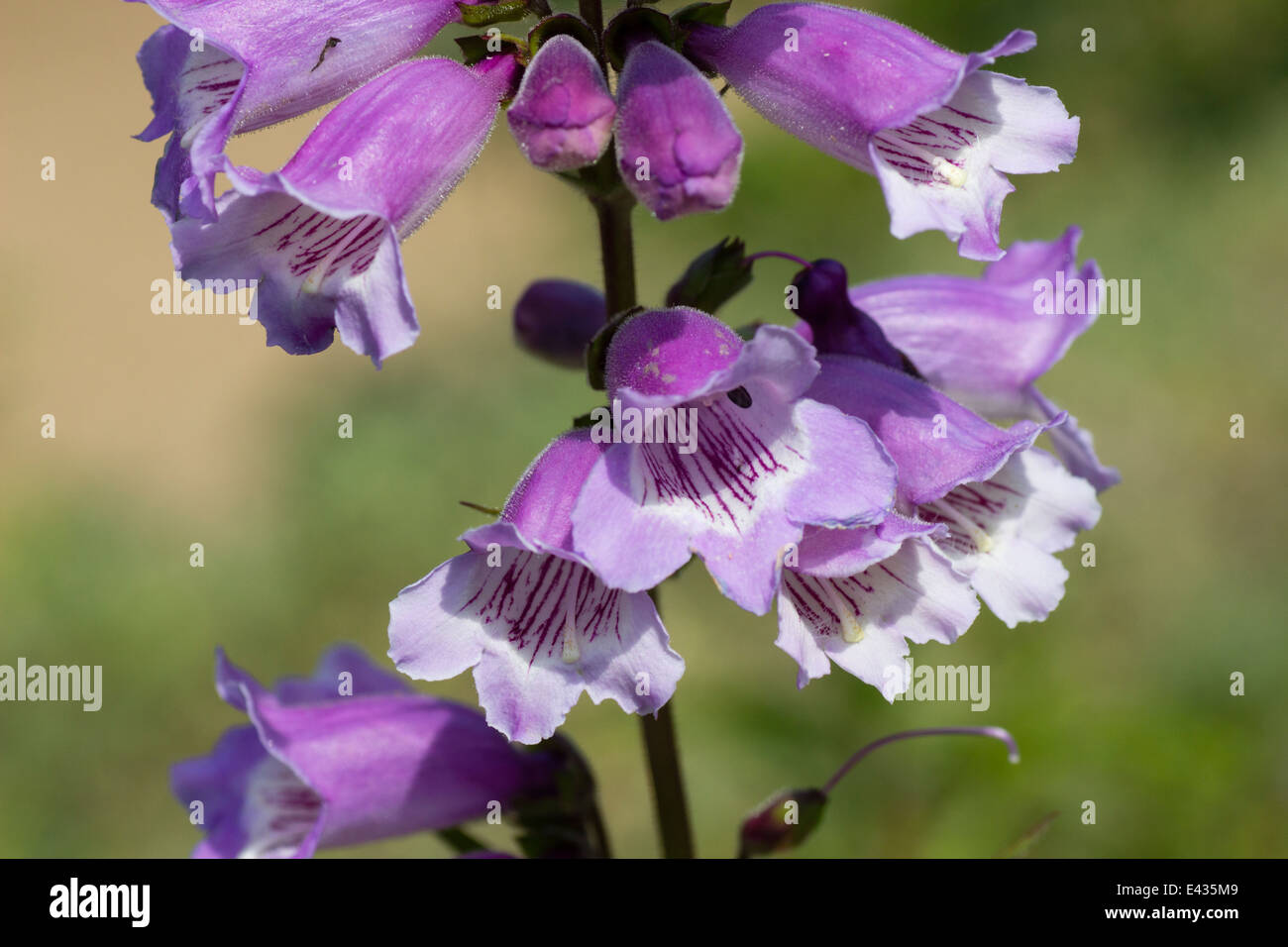 Nahaufnahme der Blüten der Penstemon "Saure Trauben" Stockfoto