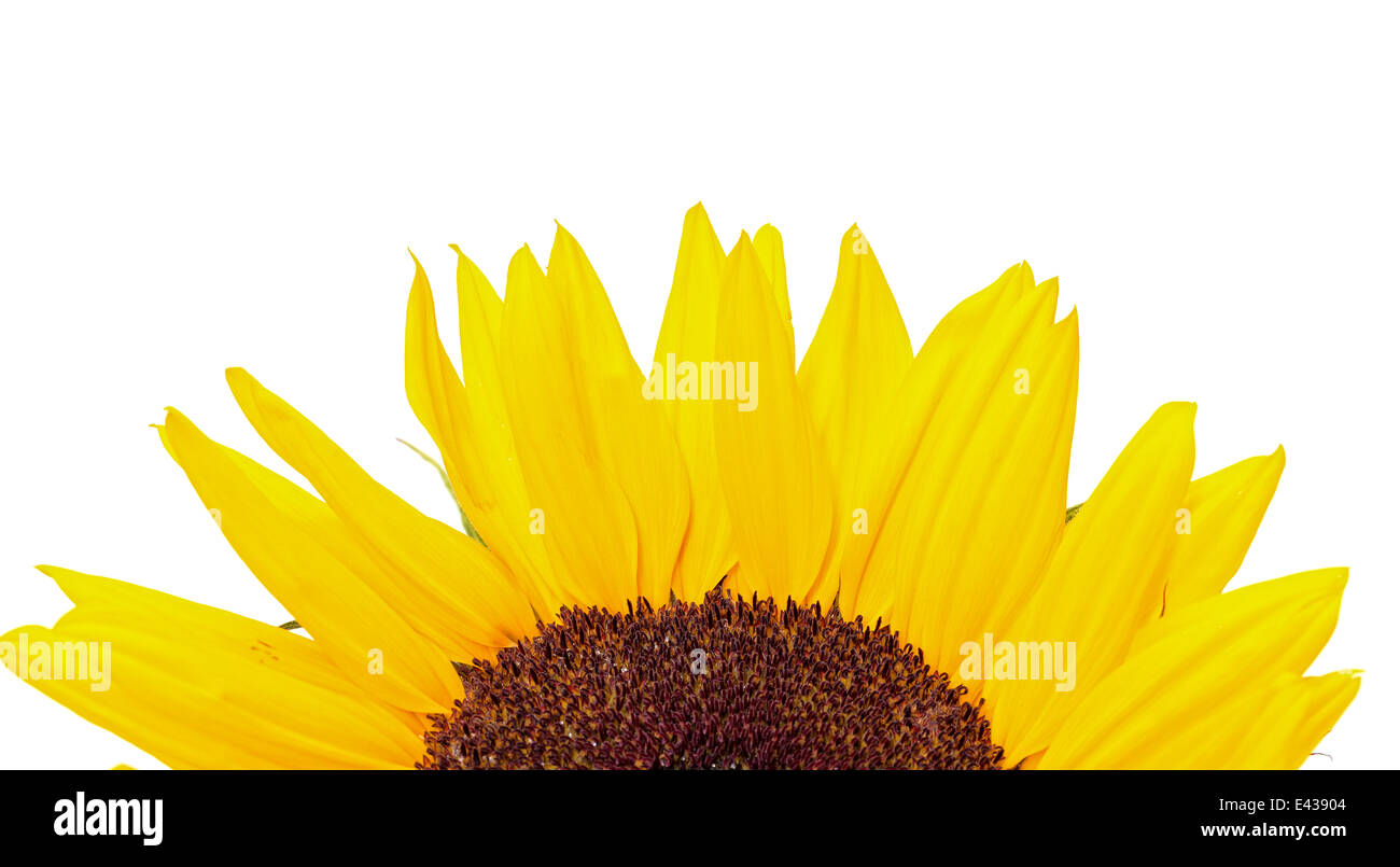 Schöne gelbe Sonnenblume, isoliert auf weißem Hintergrund Stockfoto