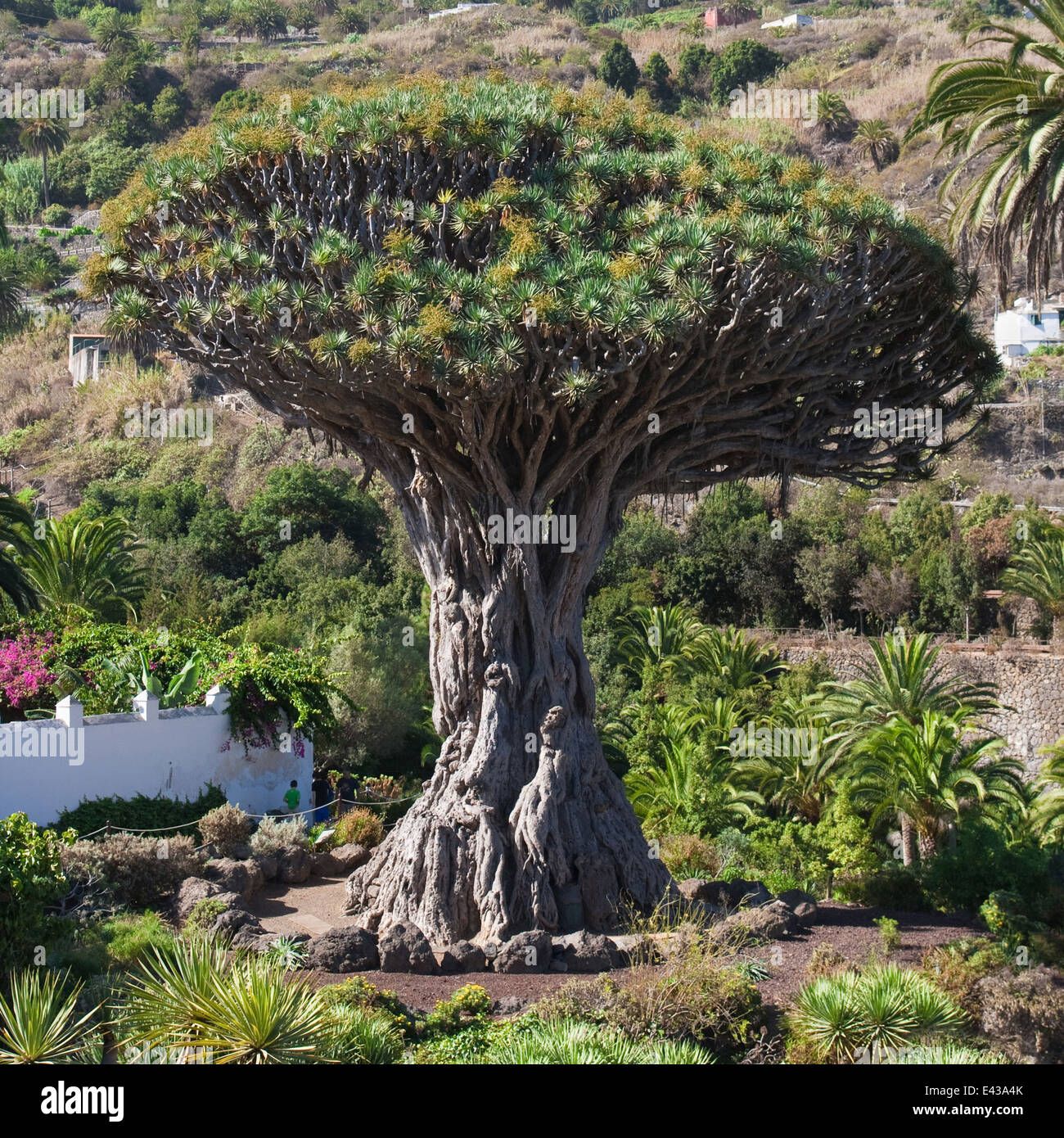 Berühmten Drago Milenario (tausendjährige Drachenbaum) von Icod de Los Vinos auf Teneriffa, Kanarische Inseln, Spanien. Stockfoto