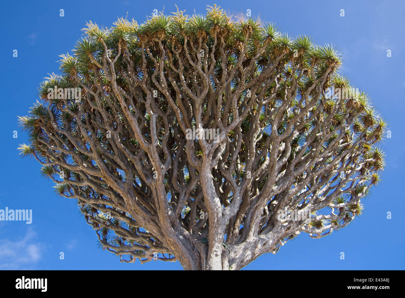 Baumkrone ein Drachenbaum (Dracaena Draco) in Icod de Los Vinos, Teneriffa, Kanarische Inseln. Stockfoto
