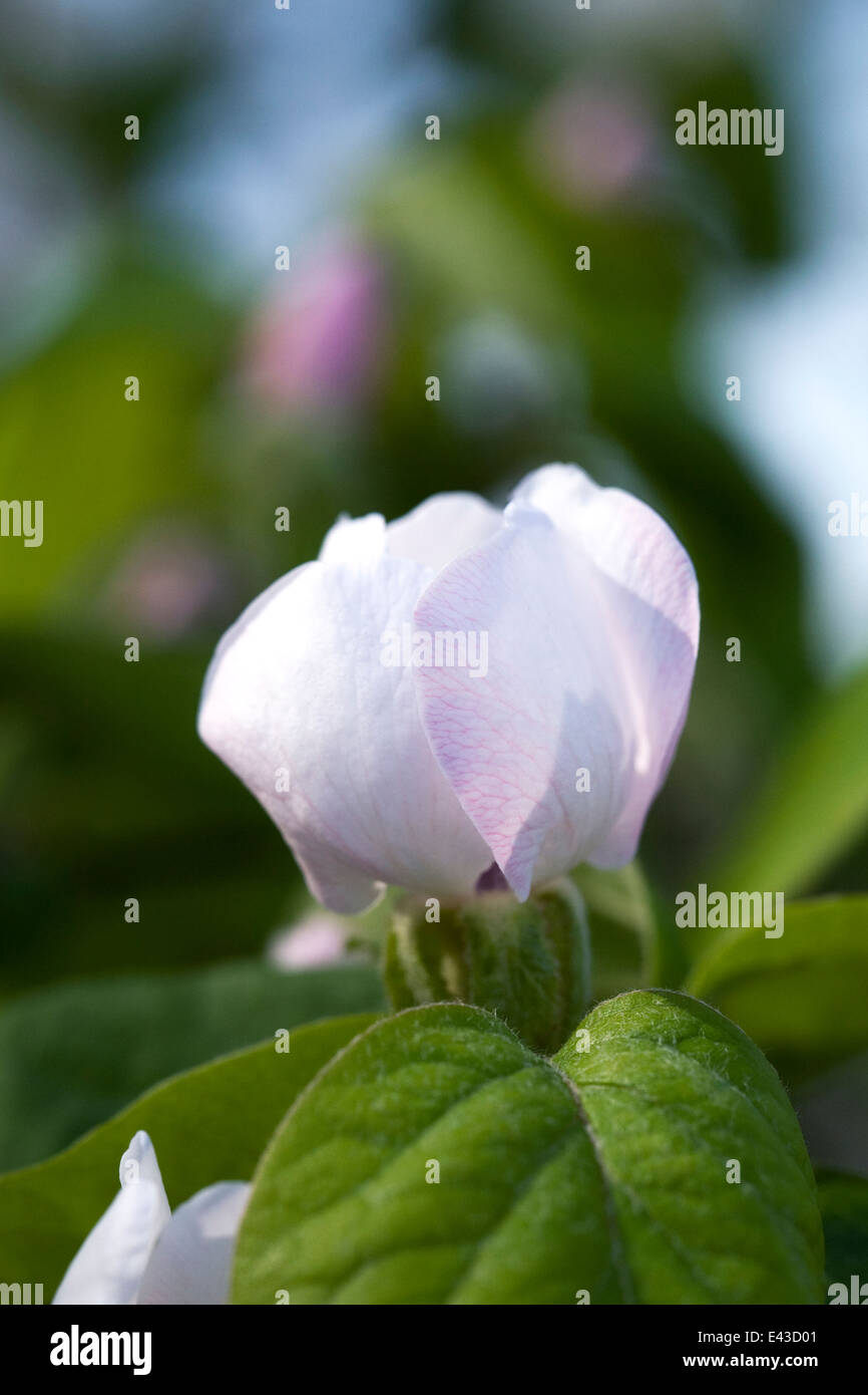 Cydonia Oblonga. Quitte 'Vranja' Blume. Stockfoto