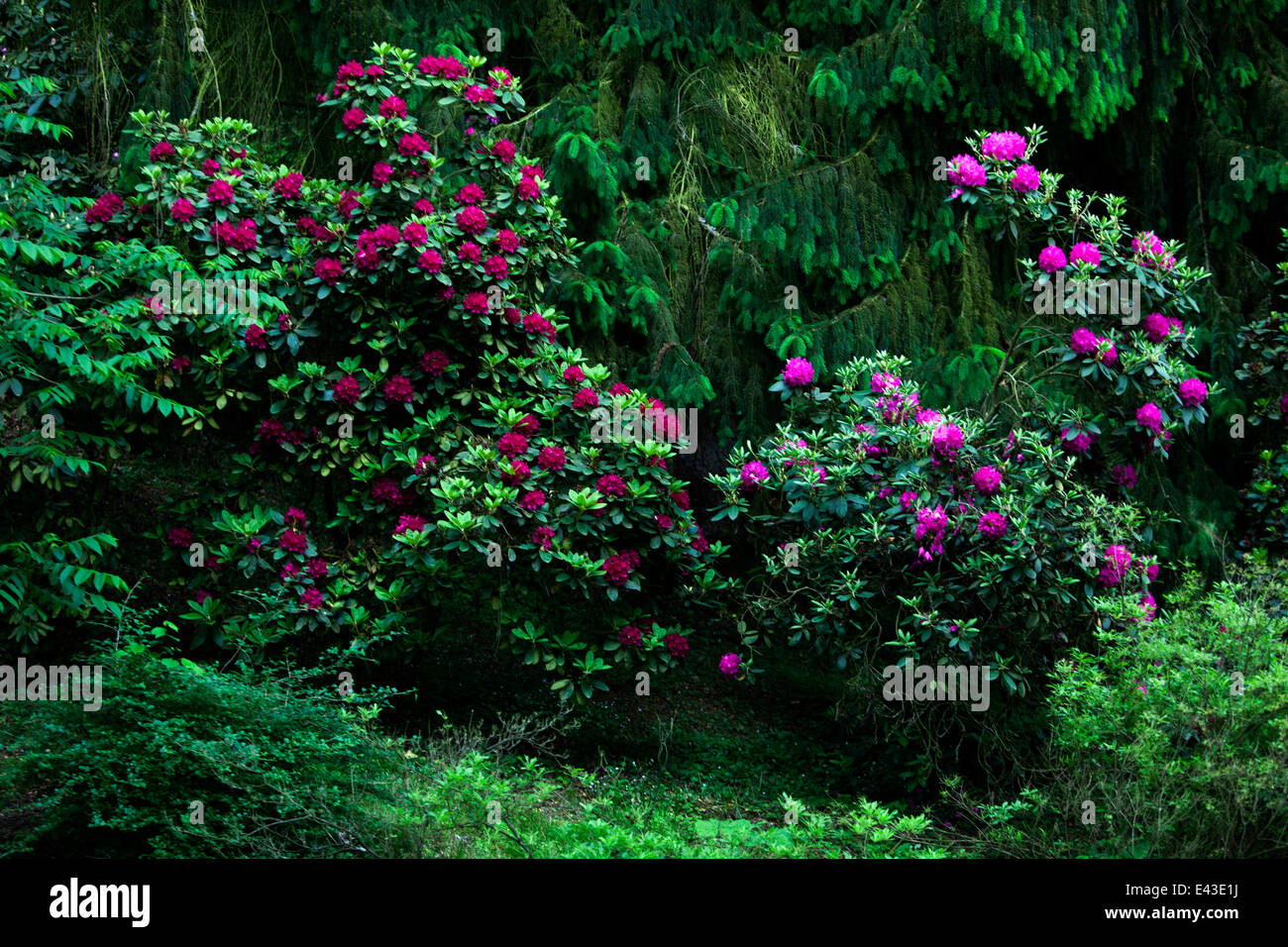 blühenden Rhododendron Wald am Rande Stockfoto
