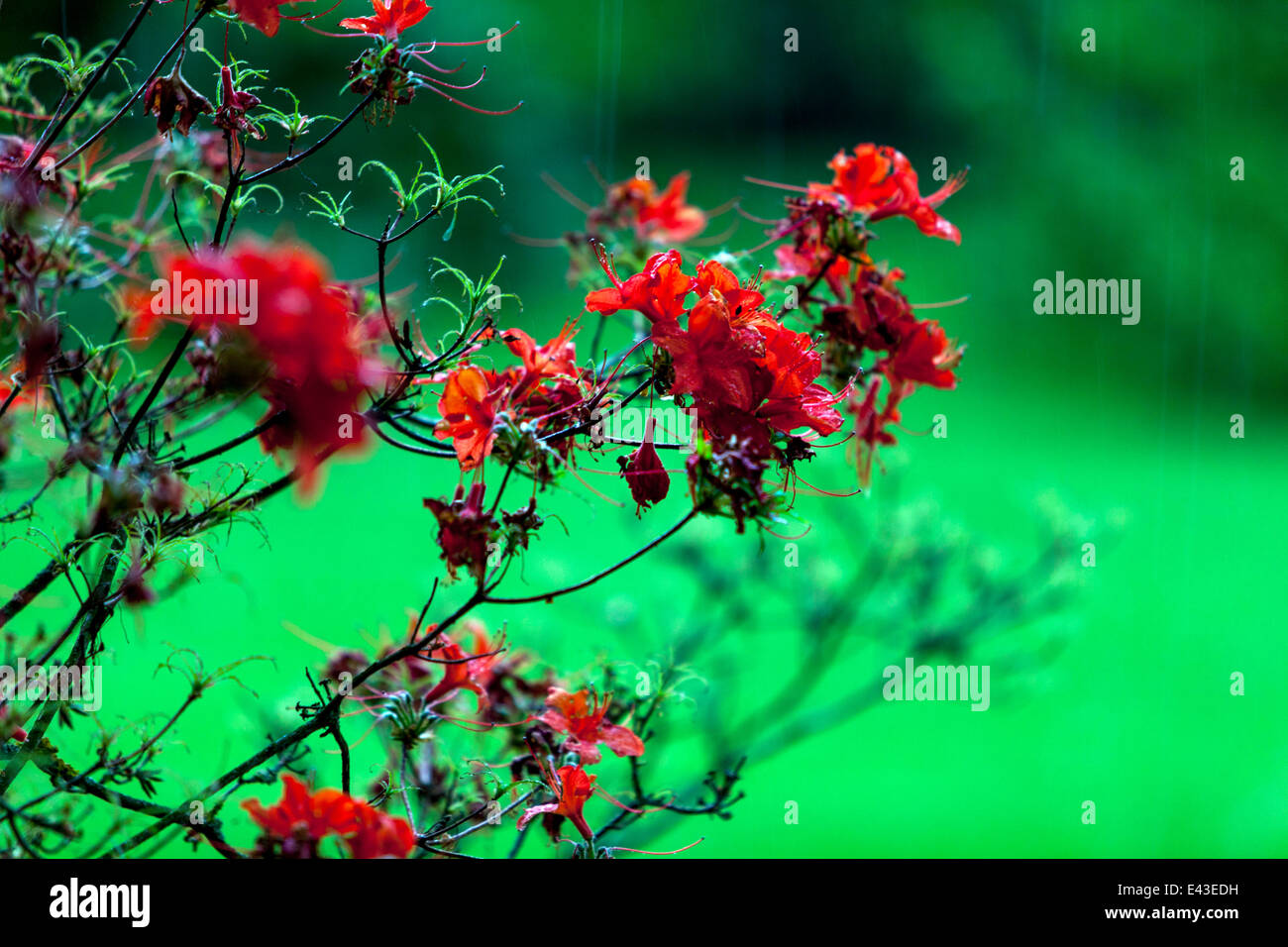 blühende Rhododendren im Regen Stockfoto