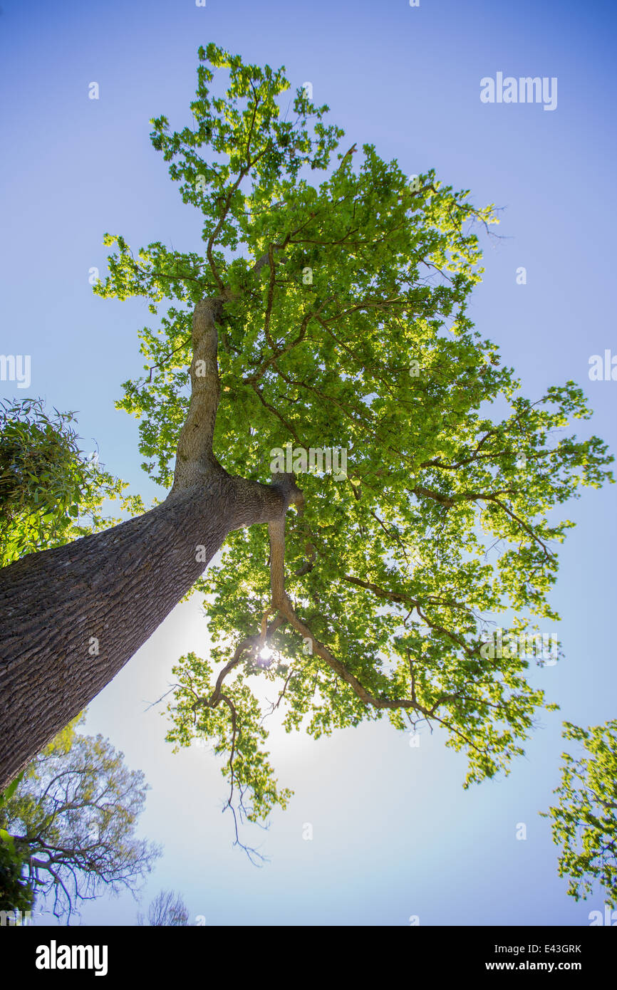 Ein großer Baum von unten nach oben. Das Sonnenlicht durch die Blätter. Stockfoto