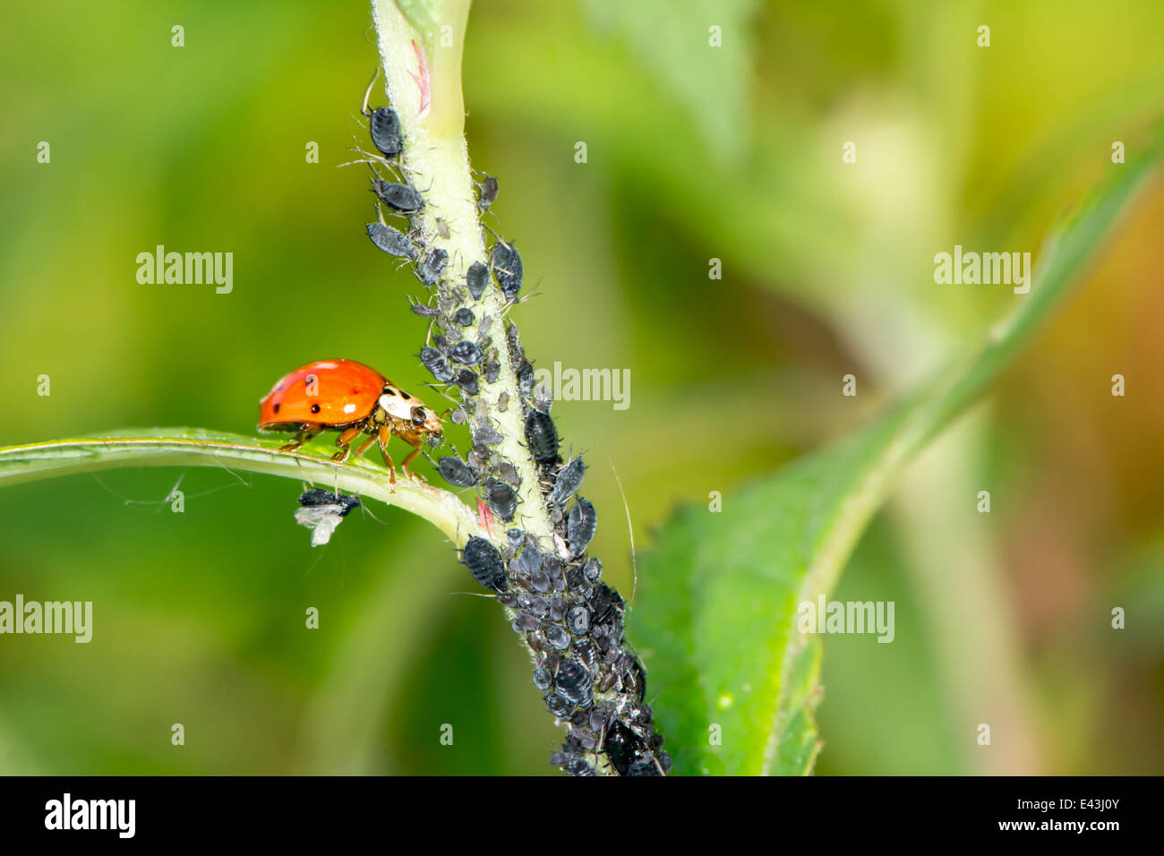 Biologische Schädlingsbekämpfung - Marienkäfer Läuse Essen Stockfoto