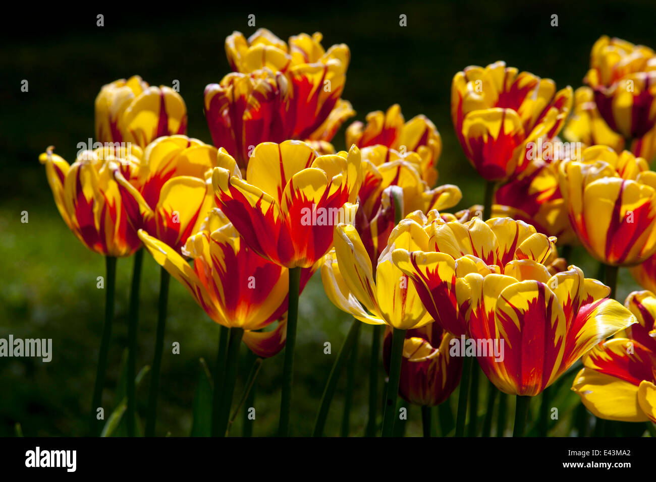 Blühende Tulpen bunten Garten, Tulipa Stockfoto