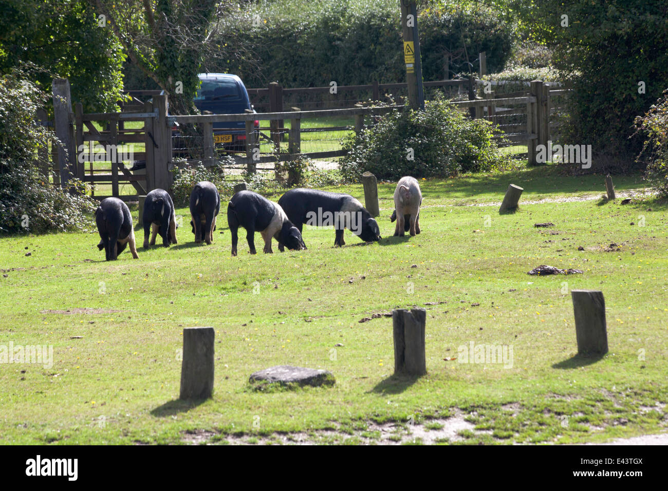 Schweine, die Beweidung Fritham The New Forest Hampshire England Stockfoto