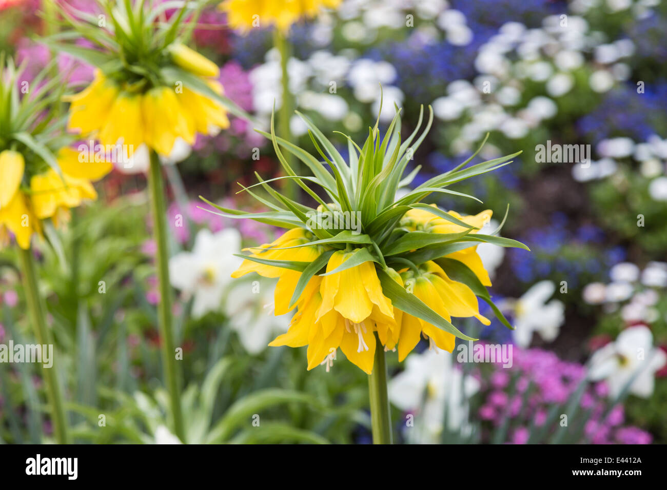 Gelbe Krone imperial Fritillary (Fritillaria Imperialis) Lutea schließen gegen einen bunten Hintergrund Stockfoto