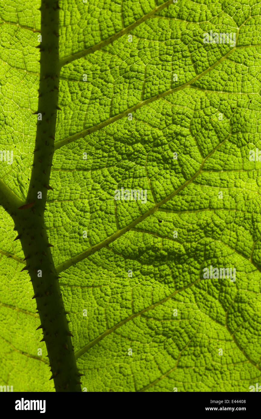 Bacl beleuchtete Blatt detail Stockfoto
