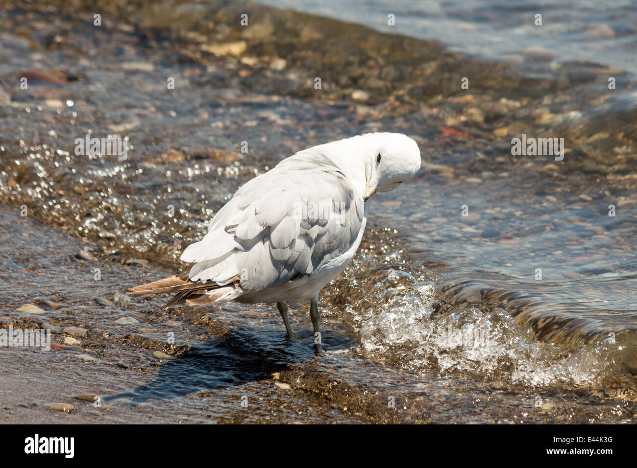 Möwe seine Federn stehend im Wasser putzen Stockfoto