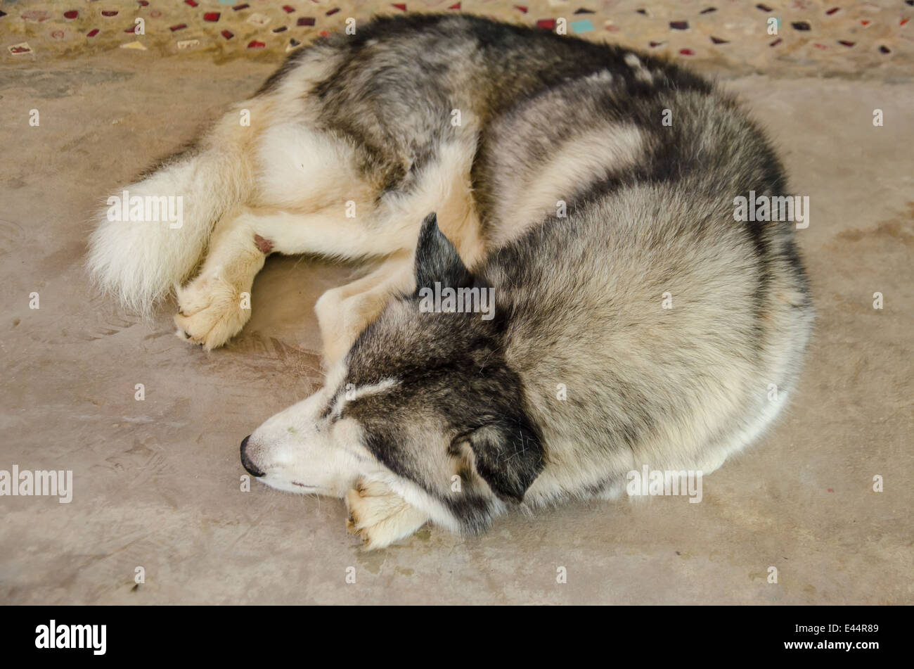 Nahaufnahme eines sibirischen Hund schlafen Stockfoto