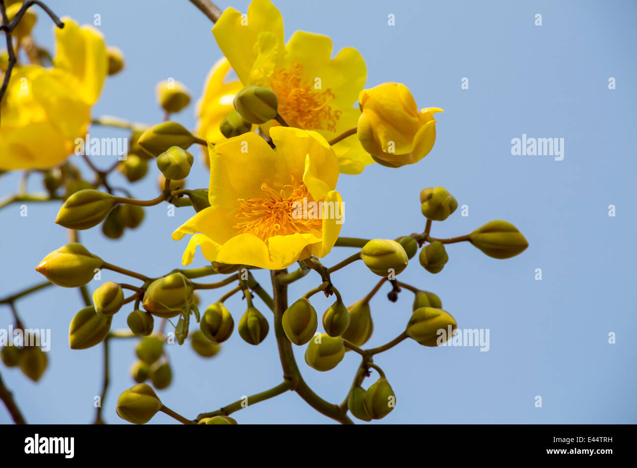 Gelbe Seide Baumwolle Blumen Stockfoto