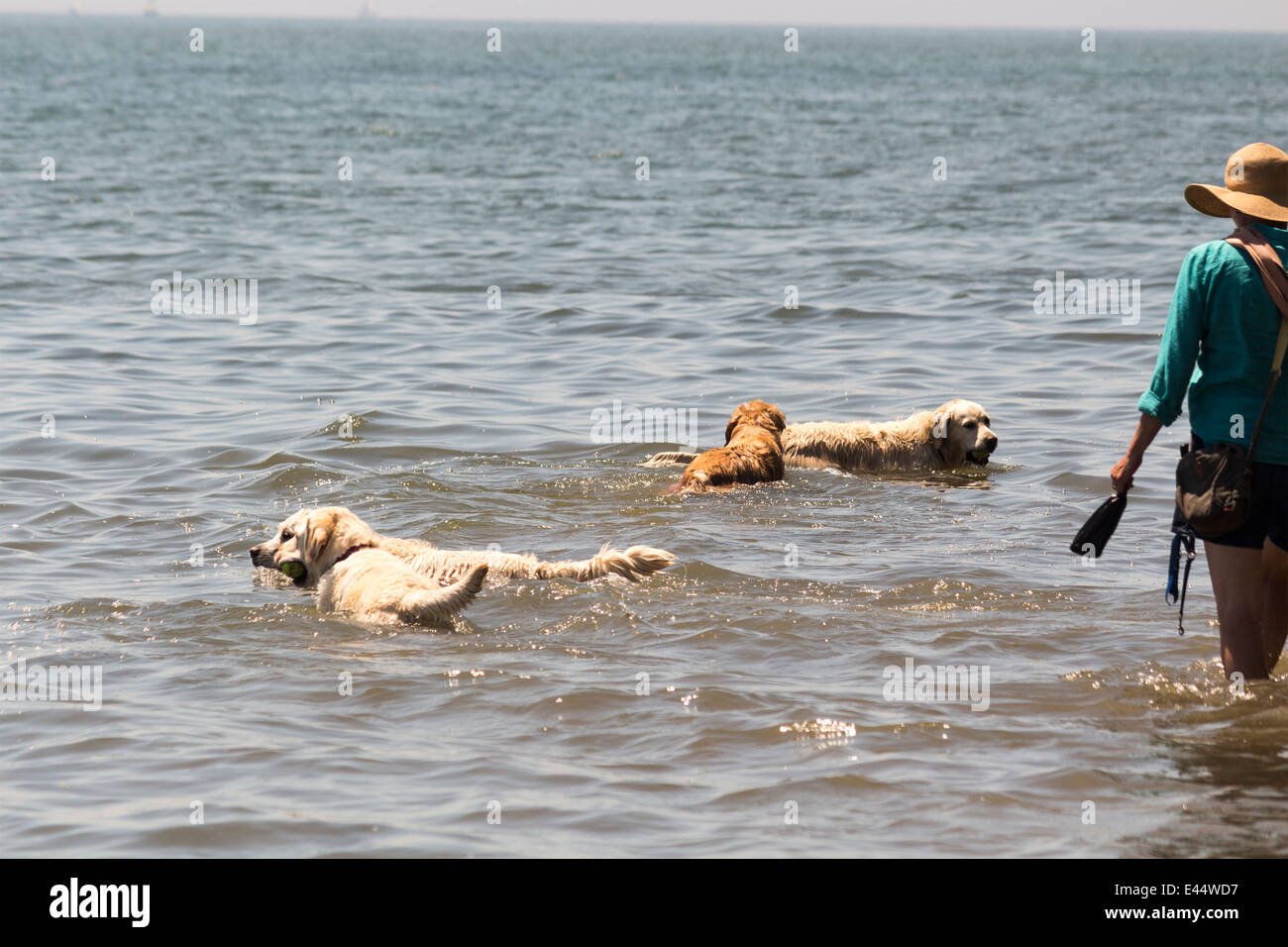 Drei Golden Retriever und einen gelben Labrador spielen im Wasser an Leine Hund Parken Cherry Beach Toronto Ontario Kanada Stockfoto