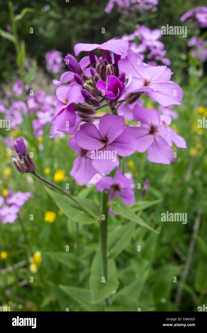 Lila Blüten Nahaufnahme im Feld Stockfoto