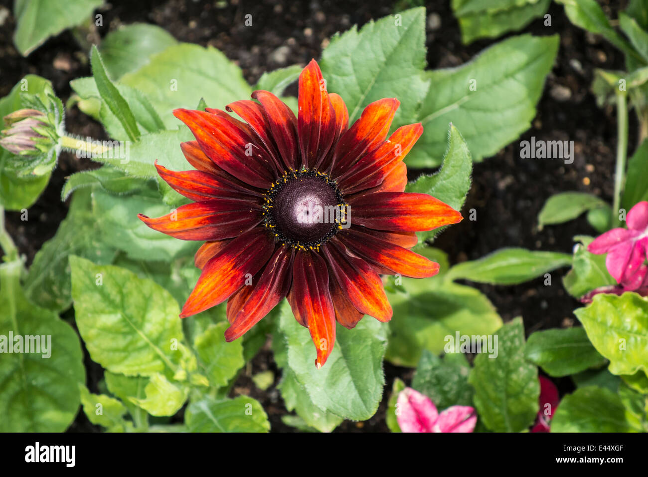 Hintergrund der schönen roten Blüten Stockfoto