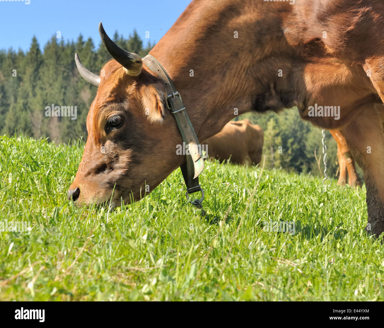 hautnah auf dem Kopf eine braune Kuh grasen auf den Weiden Stockfoto