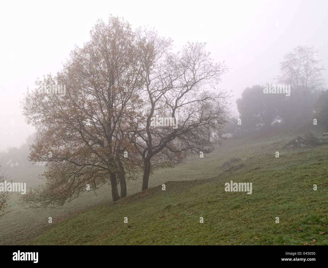 Horizontale Porträt von Eichen im Nebel. Baskisches Land. Spanien. Stockfoto
