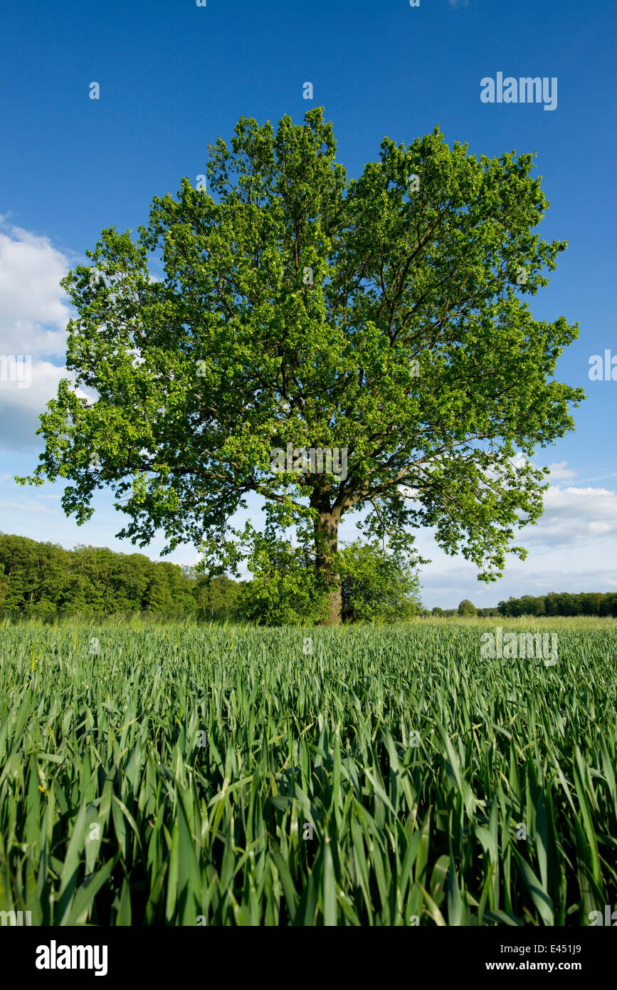 Einsame Pedunculate Eiche (Quercus Robur) in einem Feld, Niedersachsen, Deutschland Stockfoto