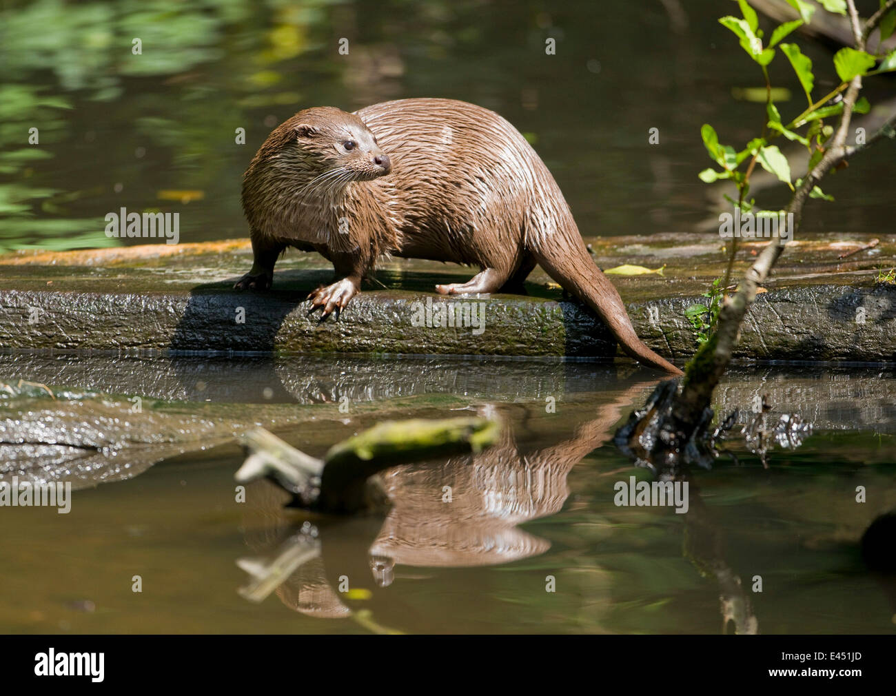 Europäische Otter (Lutra Lutra), Gefangenschaft, Niedersachsen, Deutschland Stockfoto