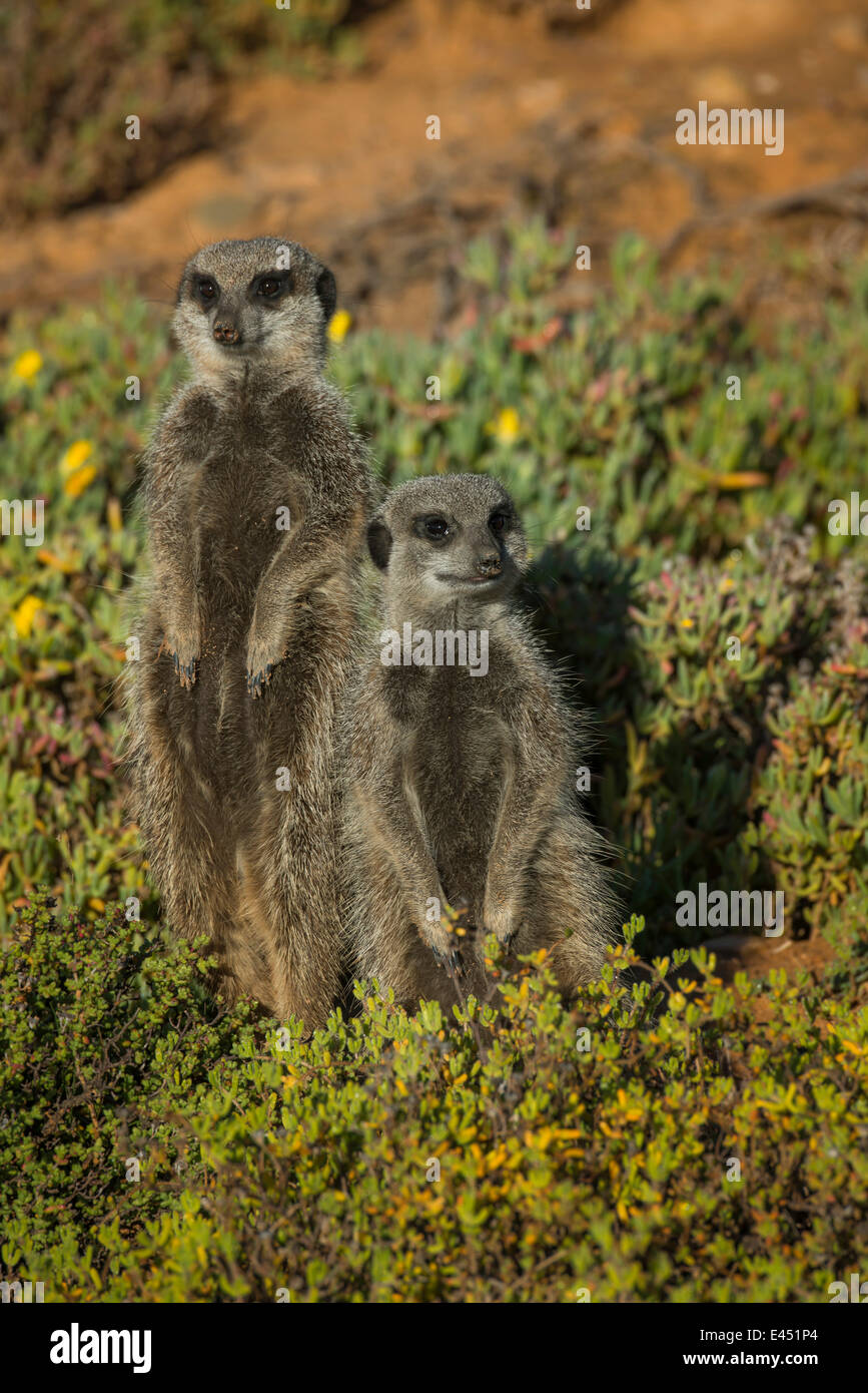 two-erdm-nnchen-fotos-und-bildmaterial-in-hoher-aufl-sung-alamy