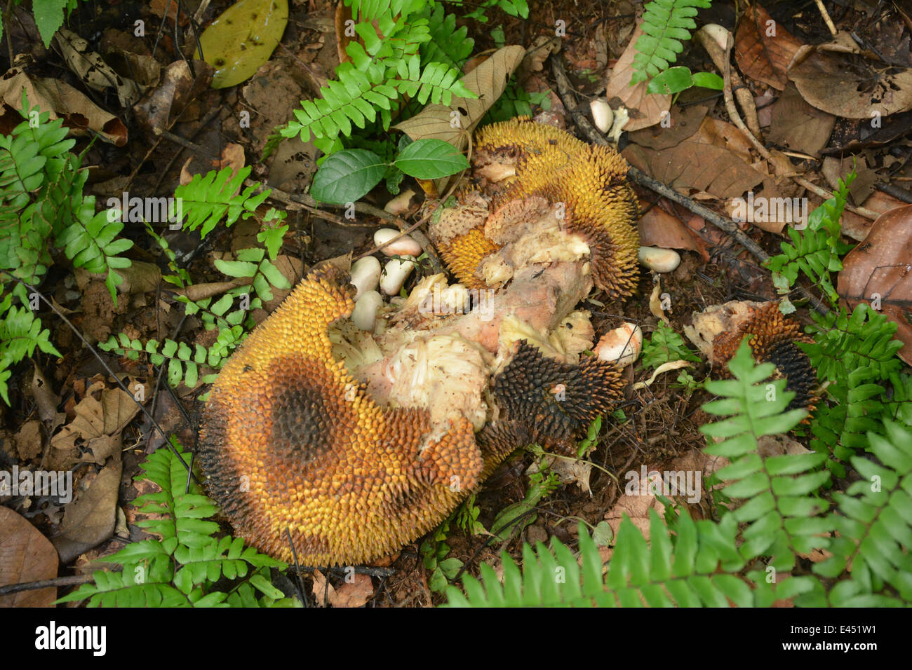 erniedrigender Jackfrucht Stockfoto