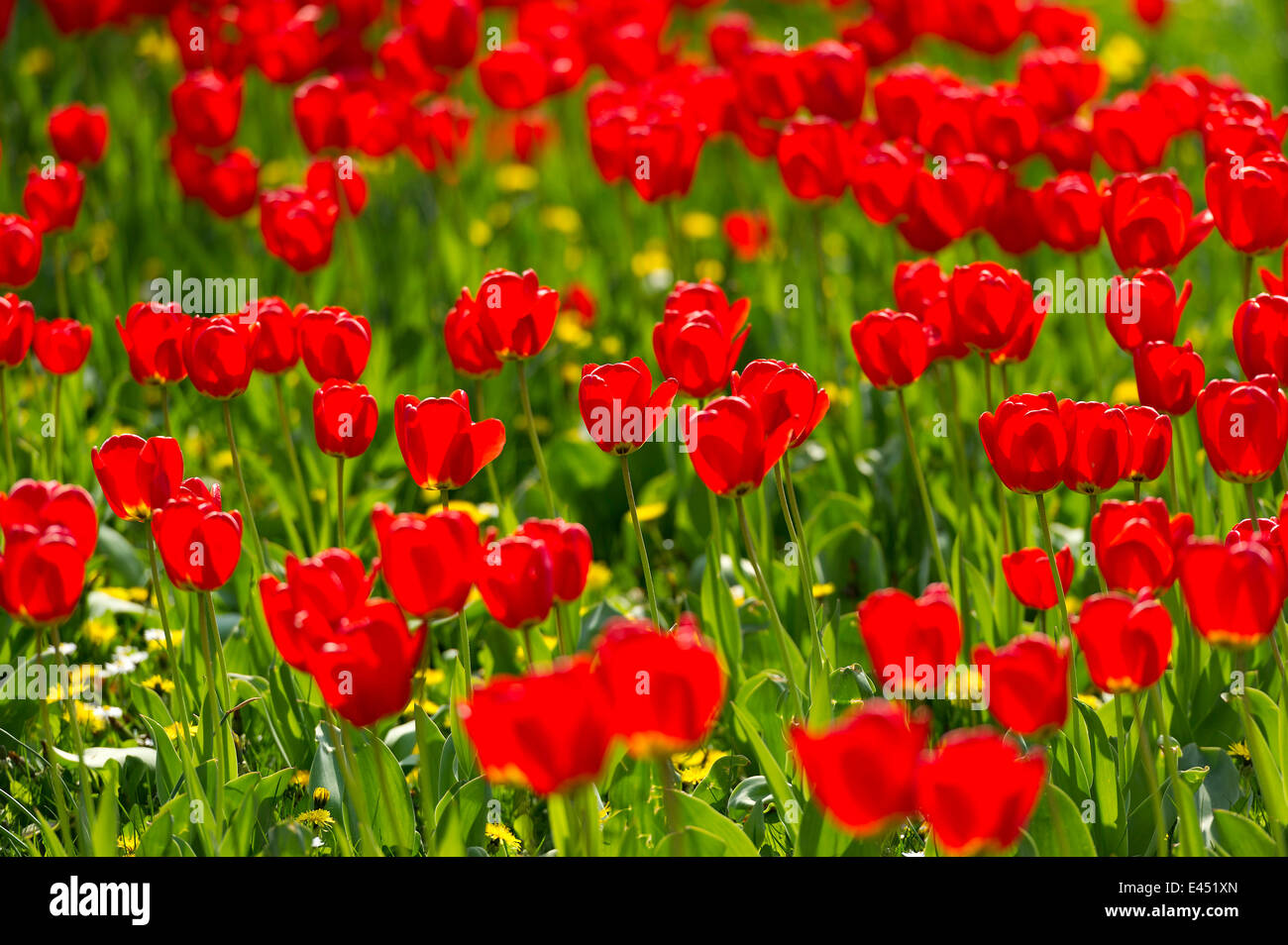 Rote Tulpen (Tulipa) auf einer Blumenwiese, Hessen, Deutschland Stockfoto