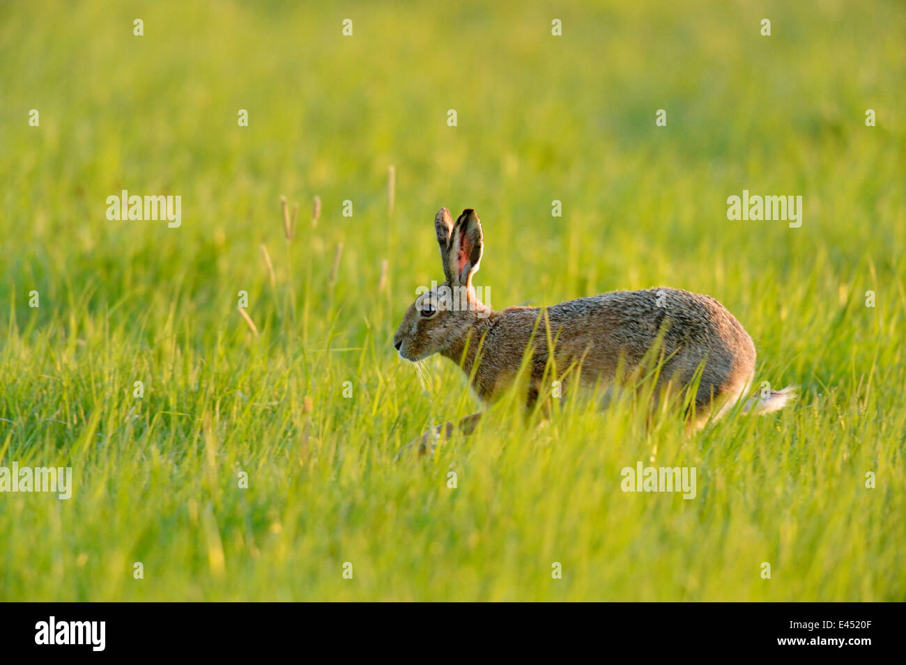 Feldhase oder brauner Hase (Lepus Europaeus), springen auf einer Wiese, Burgenland, Österreich Stockfoto