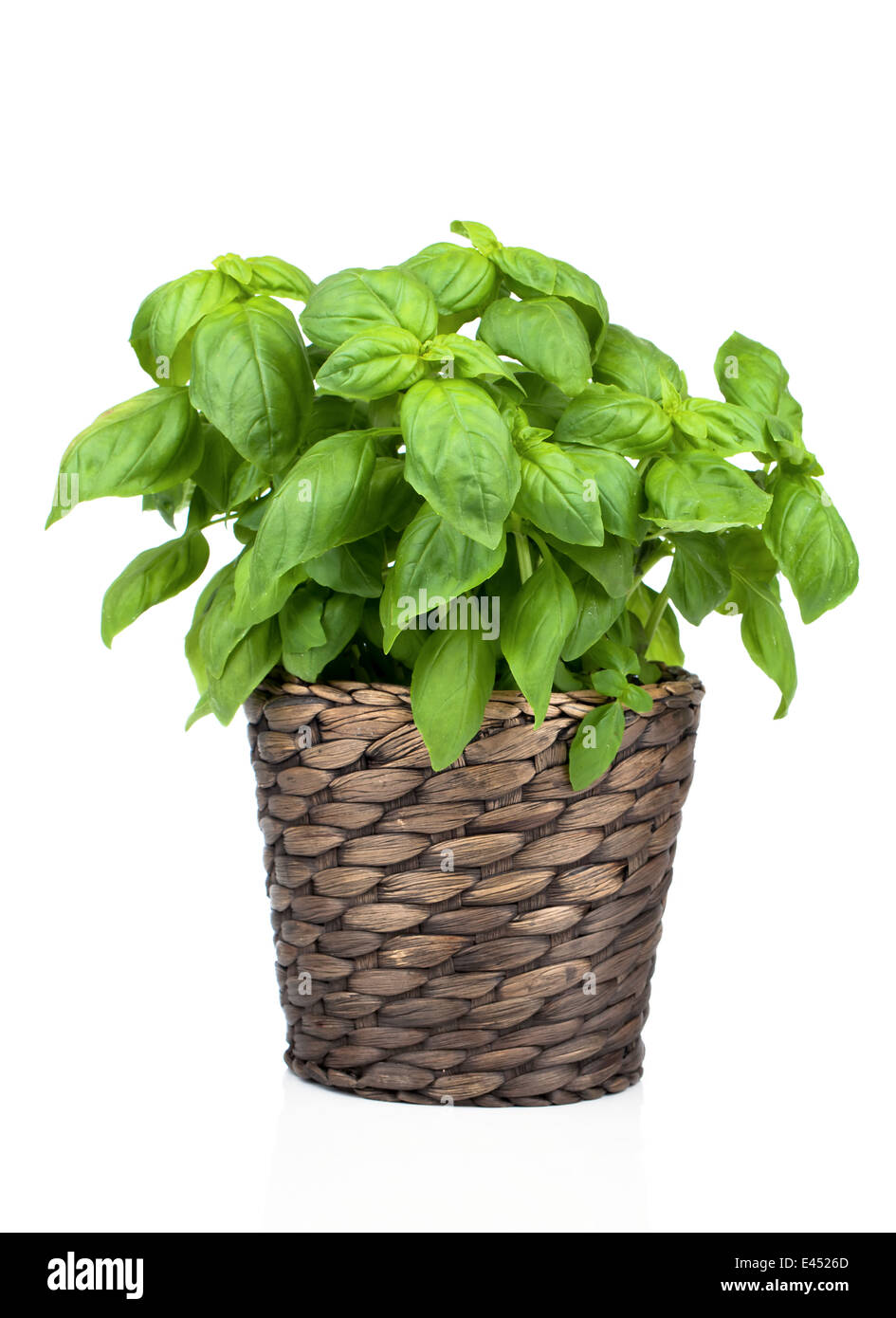 Basilikum-Pflanze in Topf auf weißem Hintergrund Stockfoto