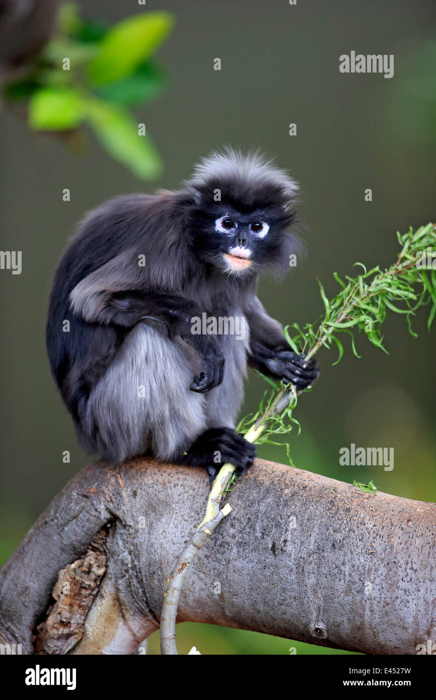 Altrosa Leaf Monkey oder südlichen Languren (Trachypithecus Obscurus), Erwachsene auf Baum essen, aus Asien, Singapur hält Stockfoto